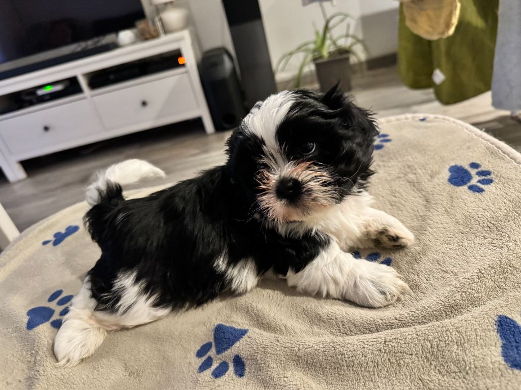 De L’Impérial Du Laurier - Chiot disponible  - Shih Tzu