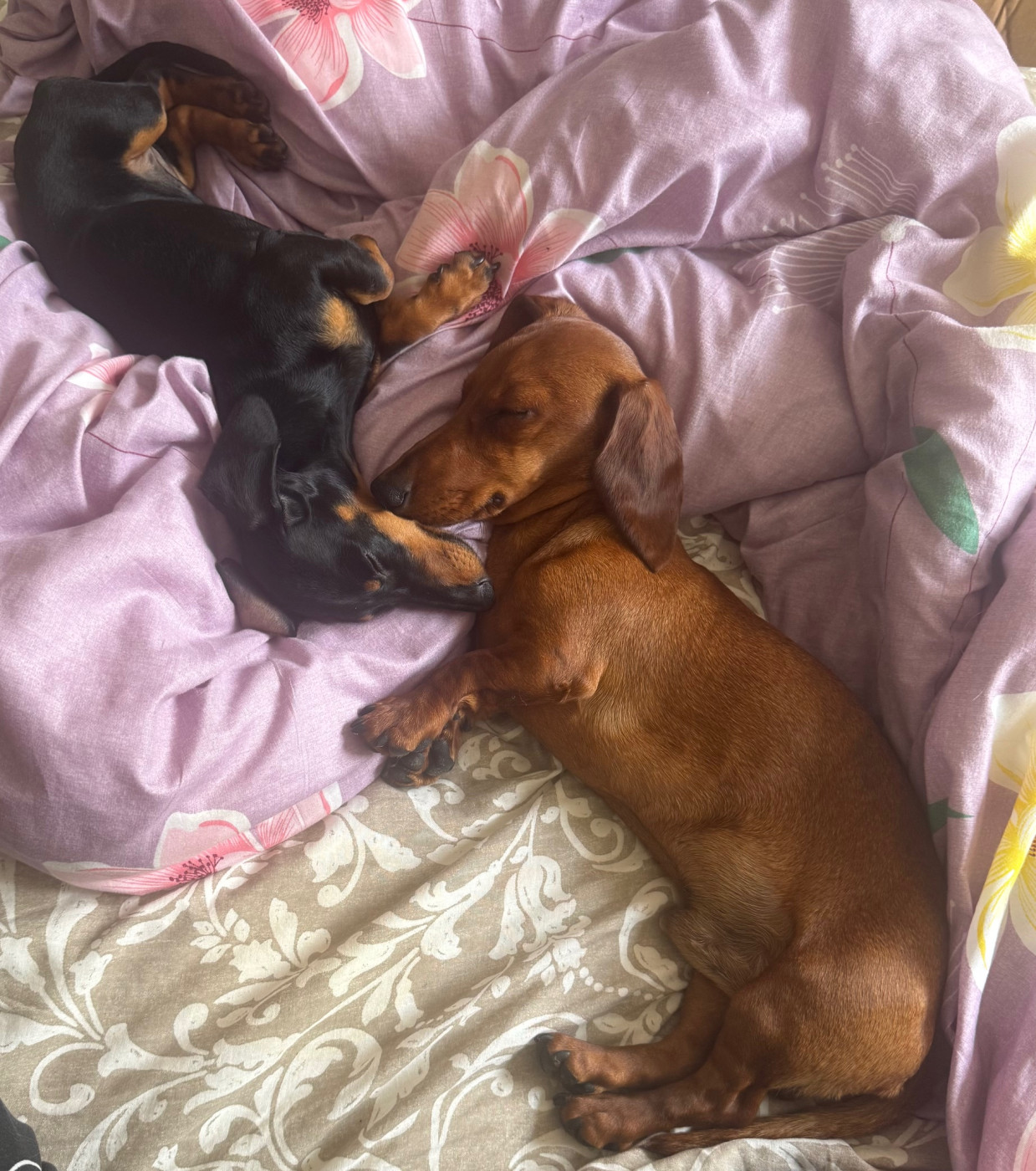 De L’Impérial Du Laurier - tout le monde est bien fatiguer