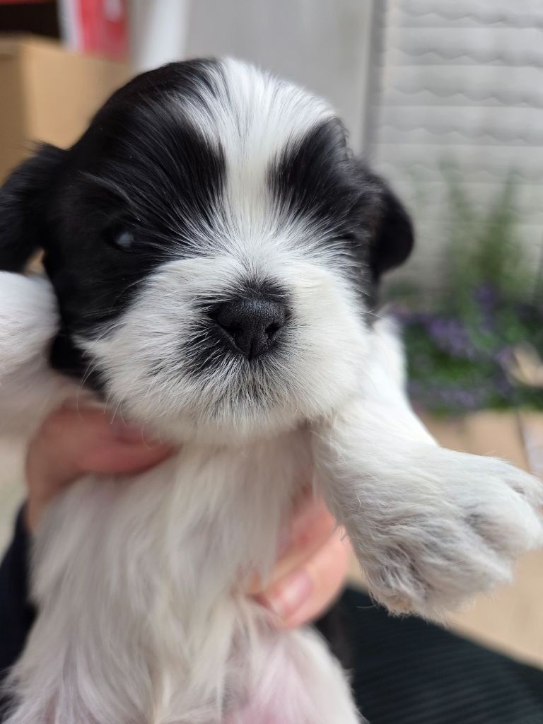 De L’Impérial Du Laurier - Chiots disponibles - Shih Tzu