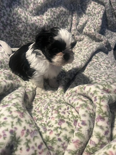 De L’Impérial Du Laurier - Chiots disponibles - Shih Tzu