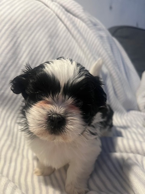 De L’Impérial Du Laurier - Chiots disponibles - Shih Tzu