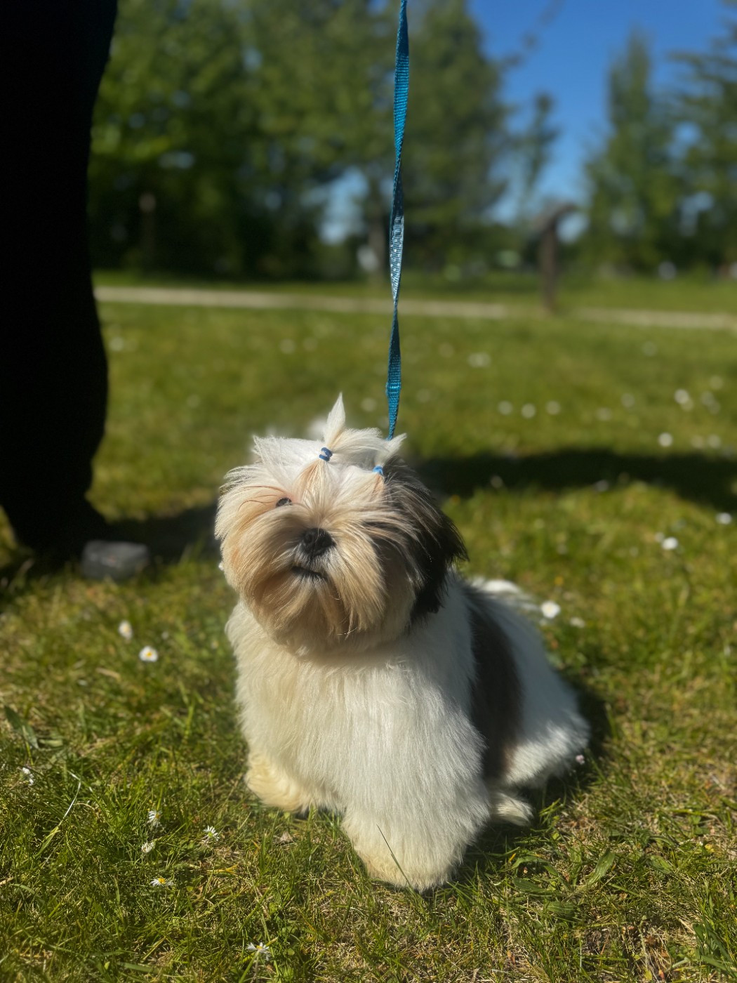 De L’Impérial Du Laurier - Chiots disponibles - Shih Tzu