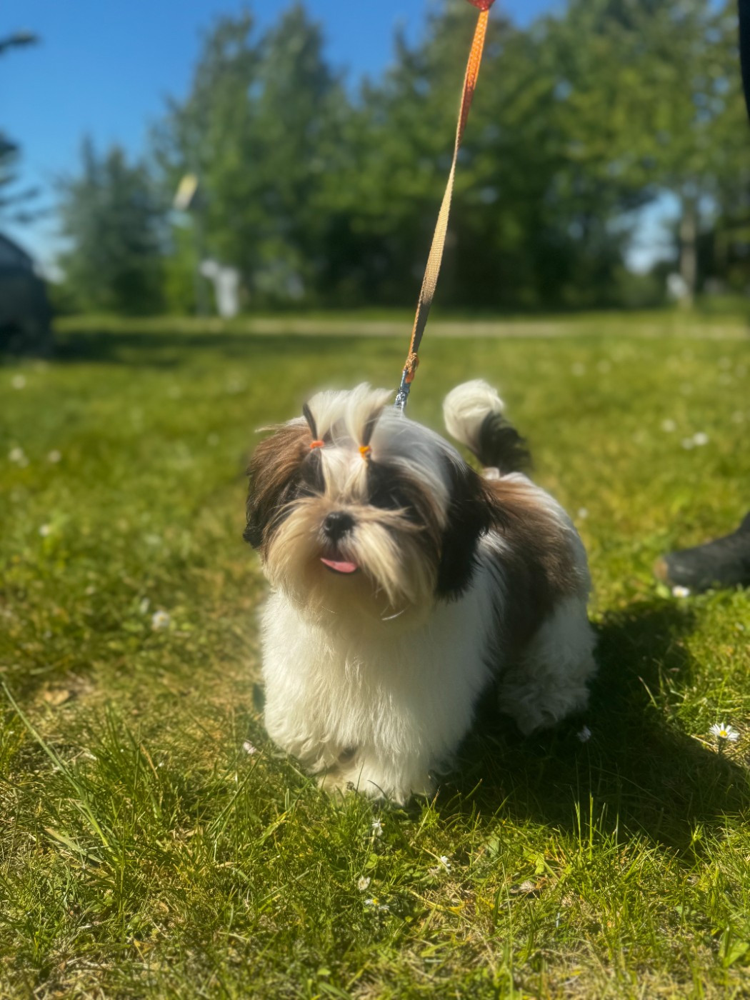 De L’Impérial Du Laurier - Chiots disponibles - Shih Tzu