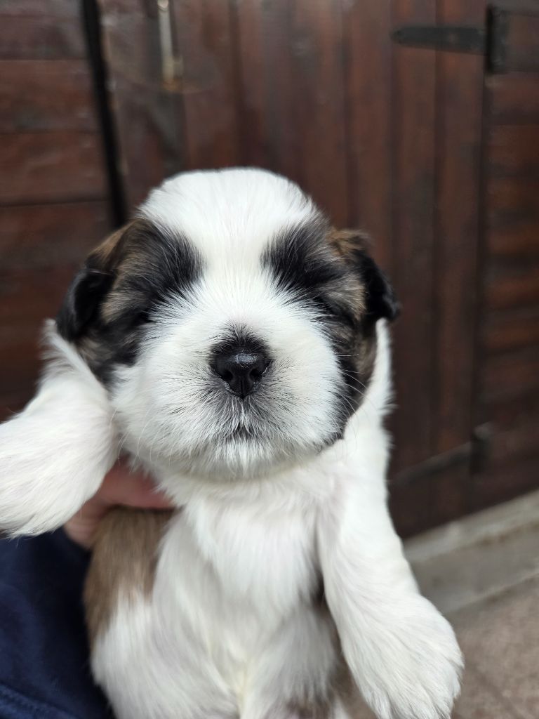 De L’Impérial Du Laurier - Chiots disponibles - Shih Tzu