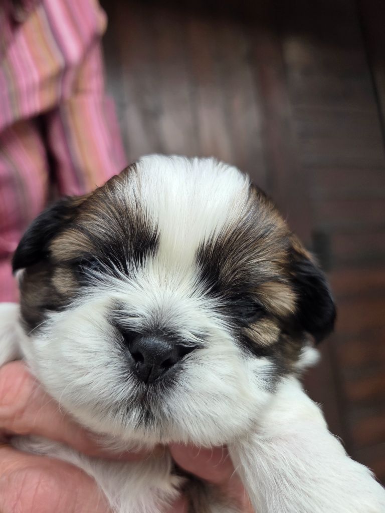 De L’Impérial Du Laurier - Chiots disponibles - Shih Tzu