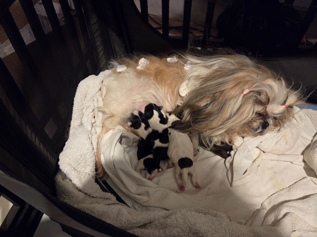 Chiot Shih Tzu De L’Impérial Du Laurier