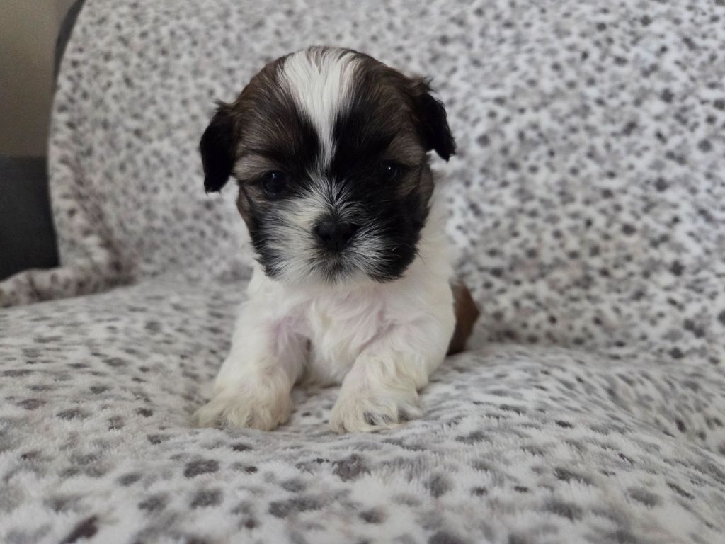 De L’Impérial Du Laurier - Chiots disponibles - Shih Tzu