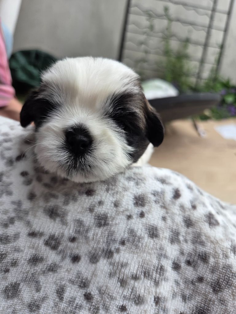De L’Impérial Du Laurier - Chiots disponibles - Shih Tzu