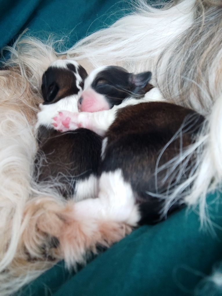 De L’Impérial Du Laurier - Shih Tzu - Portée née le 27/09/2023